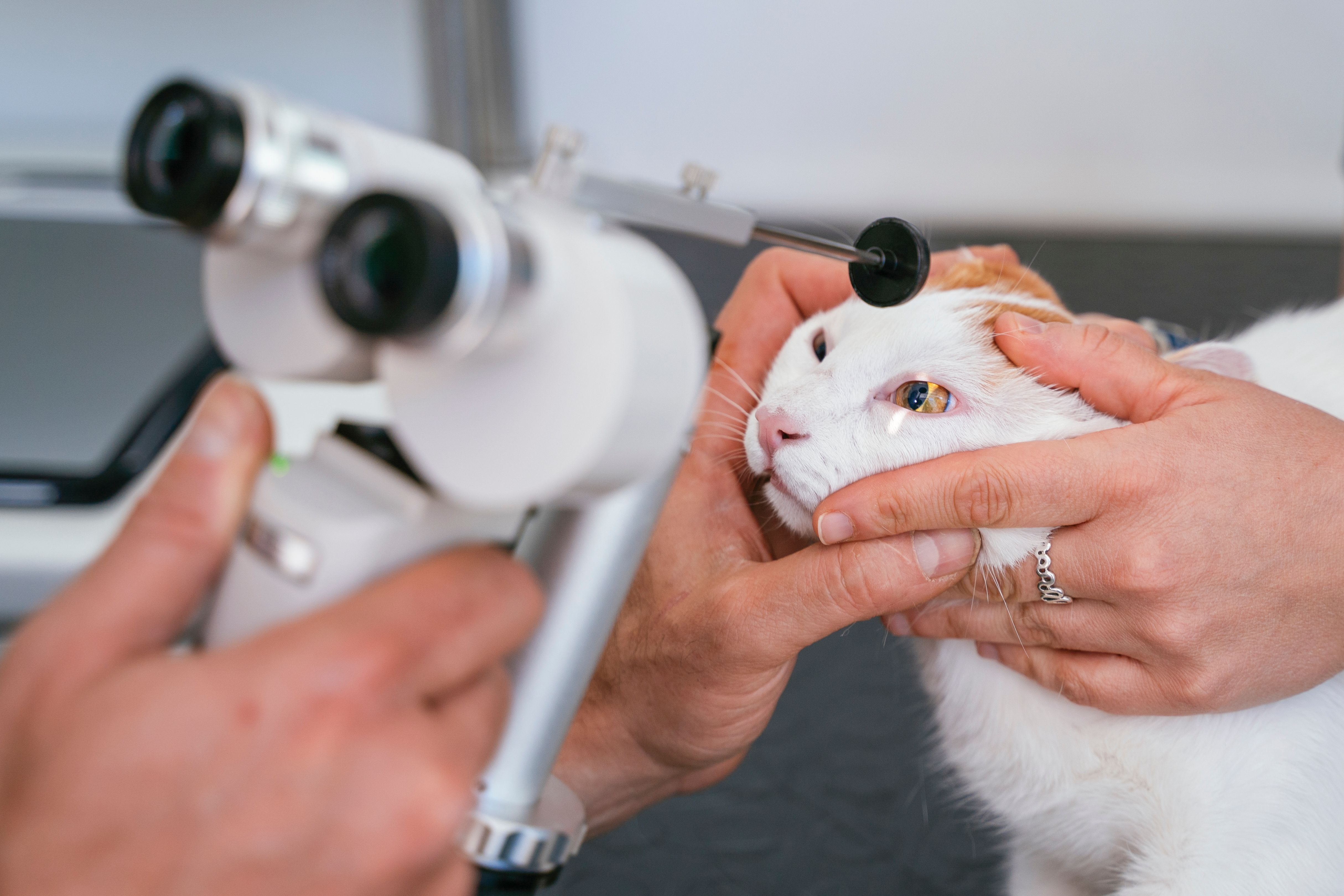 Oftalmologia Veterinária