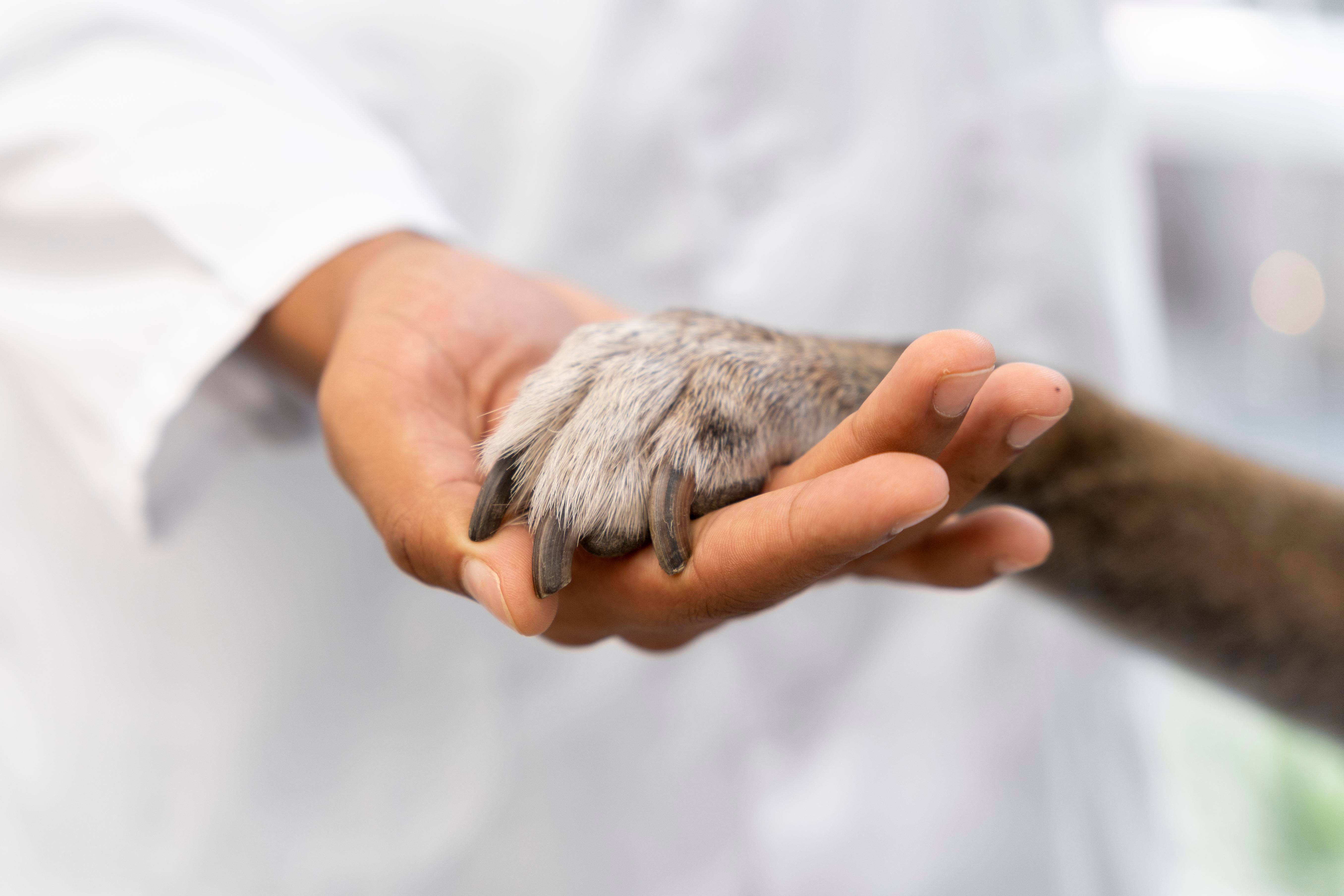 Oncologia Veterinária