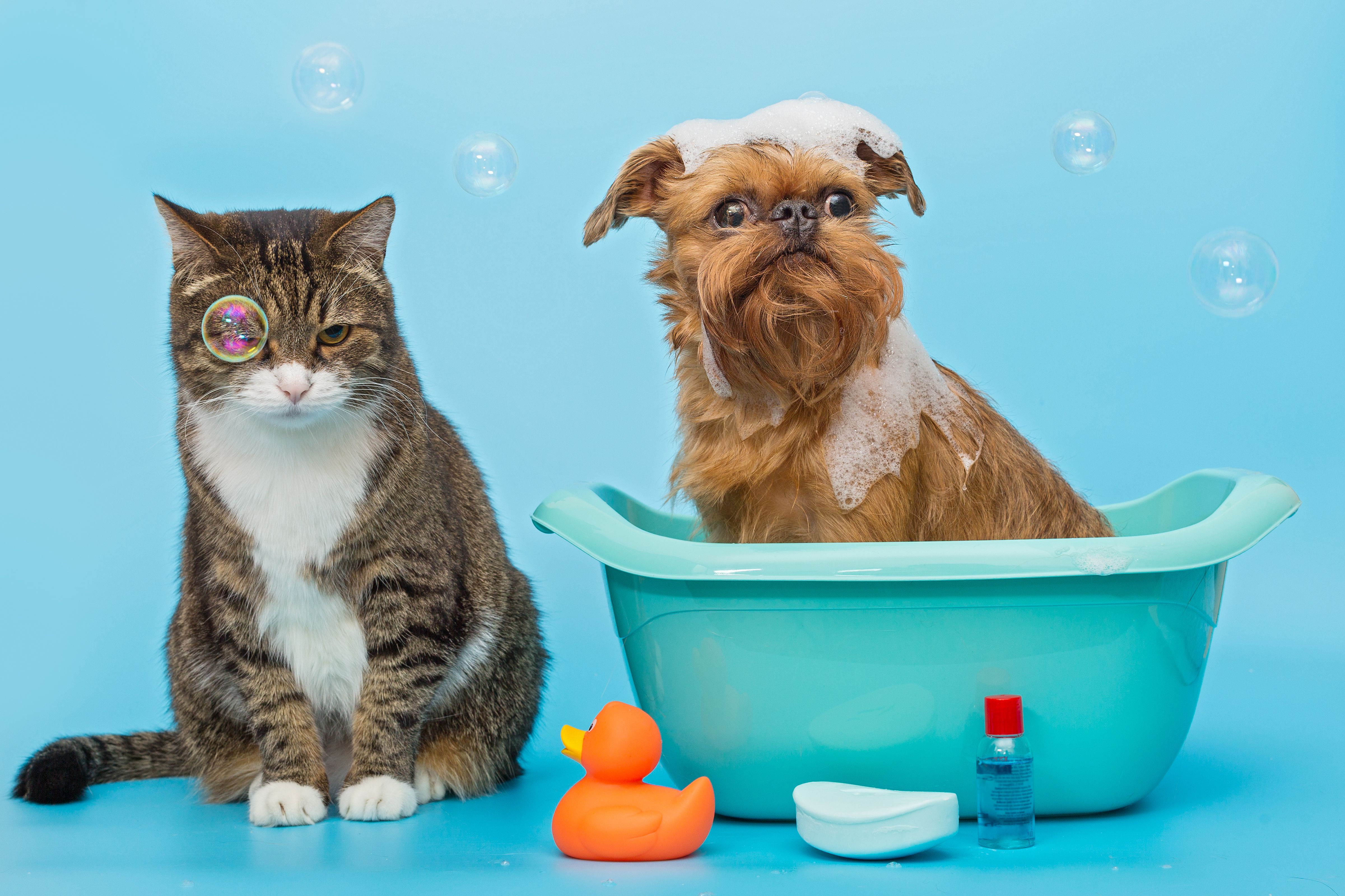 My Pets BH - Belo Horizonte
